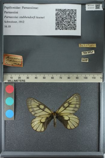 Media type: image;   Entomology 180167